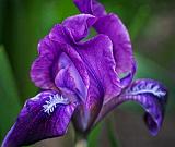 Purple Iris_53408